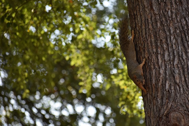 金牌之路新届委员会3月开会 杨巧双：新入选或除名将揭晓.